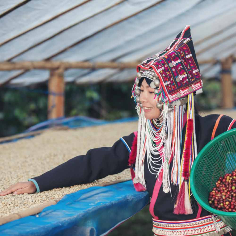 تصویر بانوی ویتنامی در حال برداشت محصول از درخت قهوه و پرورش گیاه قهوه