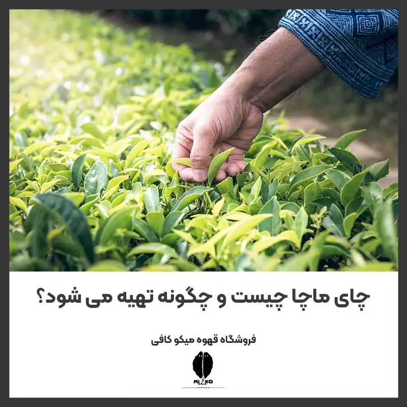 چای ماچا چیست و چگونه تهیه می شود؟